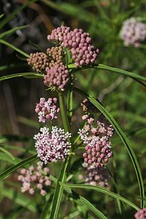 <i>Asclepias fascicularis</i> Species of flowering plant