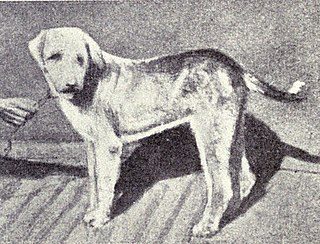 <span class="mw-page-title-main">Banjara Hound</span> Dog breed