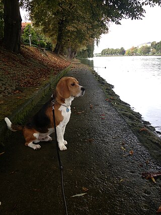 <span class="mw-page-title-main">Hound</span> Type of hunting dog