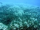 A few grey fish swim over grey coral with white spikes