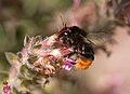 Unidentified bee (Stuttgart, Germany). Ist das nicht die Steinhummel, Bombus lapidarium? Doc Taxon