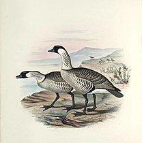 An illustration by Frederick William Frohawk