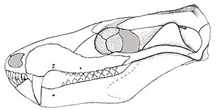 <i>Brasilodon</i> Extinct genus of mammaliamorphs