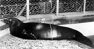 <span class="mw-page-title-main">Caribbean monk seal</span> Extinct species of seal native to the Caribbean