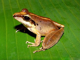 <i>Craugastor</i> Genus of amphibians