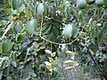 Dioscorea dumetorum, Burkina Faso