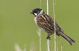 Bruant des roseaux mâle.