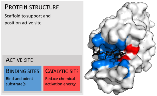 <span class="mw-page-title-main">Active site</span> Active region of an enzyme