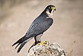 Peregrine falcon Falco peregrinus vandrefalk