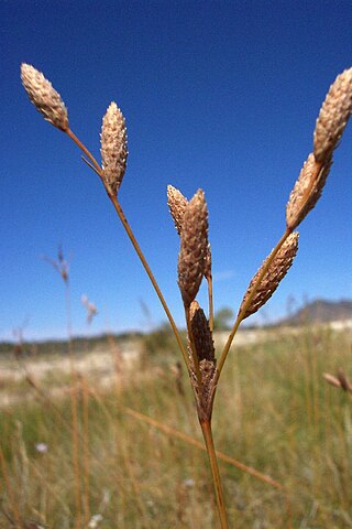 <i>Fimbristylis thermalis</i> Species of grass-like plant