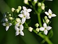 Tálgarsteinbrá (Galium saxatile)