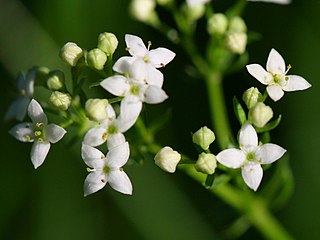 <i>Galium saxatile</i> Species of plant