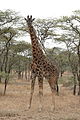 Massai-Giraffe (Giraffa camelopardalis tippelskirchi)