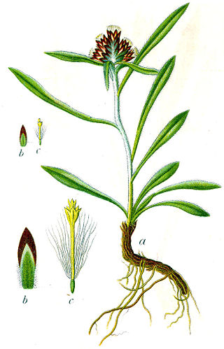 <span class="mw-page-title-main">Omalotheca</span> Genus of flowering plants