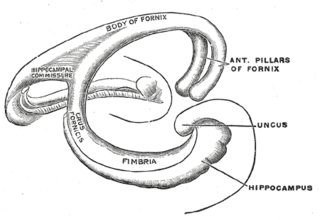 <span class="mw-page-title-main">Fornix (neuroanatomy)</span> Bundle of nerve fibers in the brain