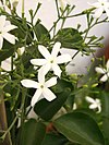 Jasminum azoricum3.jpg