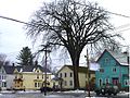 American Elm in Johnstown, New York (2013). 199 inches in circumference at 4.5 feet height, and 90 feet tall. Now deceased due to Dutch Elm disease.