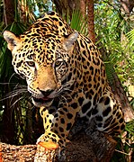 Jaguar (Panthera onca)