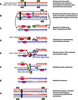 <span class="mw-page-title-main">Meiotic recombination checkpoint</span>