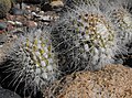 Mammillaria celsiana