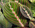 Maranta leuconeura 'Erythroneura'