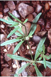 Molluginaceae Family of flowering plants