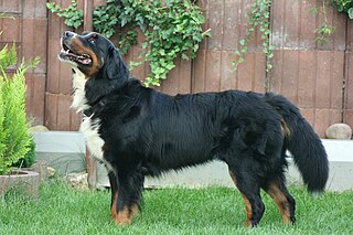 <span class="mw-page-title-main">Bernese Mountain Dog</span> Dog breed