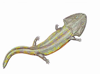 <span class="mw-page-title-main">Brachyopomorpha</span> Extinct clade of amphibians