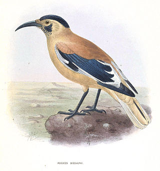 <span class="mw-page-title-main">Xinjiang ground jay</span> Species of bird