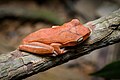 The moist conditions of the rain forests support numerous species of amphibians. (polypedates megacephalus, spot-legged tree frog)