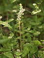 Vetrarlilja (Pyrola minor)