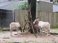 two antelope facing each other