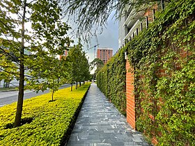 Sidewalk with with trees and edges in Guatemala City.