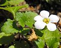 Sutera cordata 'Snowflake'