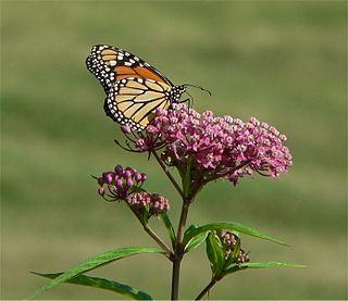 <i>Asclepias incarnata</i> Species of flowering plant