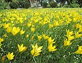 Rain lilies in TNAU Botanic Garden