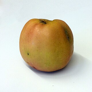 <span class="mw-page-title-main">Åkerö</span> Apple cultivar