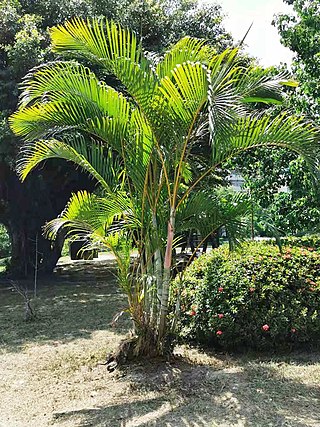 <i>Chrysalidocarpus lutescens</i> Species of plant from Madagascar