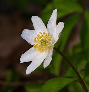 Wood anemone - Anemone nemorosa.