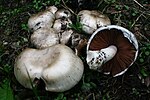 Thumbnail for File:Agaricus campestris 1293054.jpg