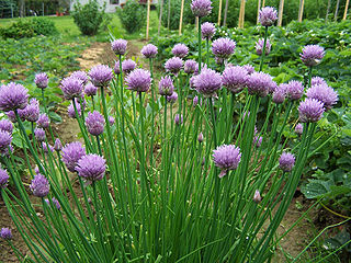 Allium schoenoprasum