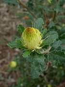 Banksia undata