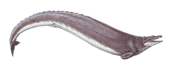 Реконструкція Basilosaurus