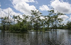 Mangrove forest in Bigi Pan Nature Reserve