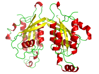 <span class="mw-page-title-main">CDC42</span> Protein-coding gene in the species Homo sapiens