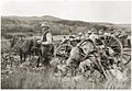 Evelyn Cameron photographie son frère Alec Flower récoltant des choux dans le Montana, 1898.