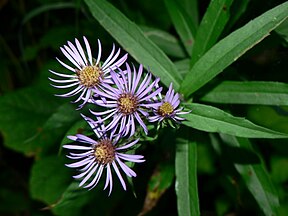 Giant mountain aster (Canadanthus modestus)