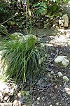 Carex hispida kz1.jpg