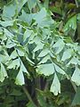 The bipinnate leaves of Caryota mitis