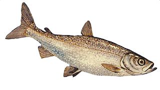 <i>Coregonus hoyi</i> Species of fish